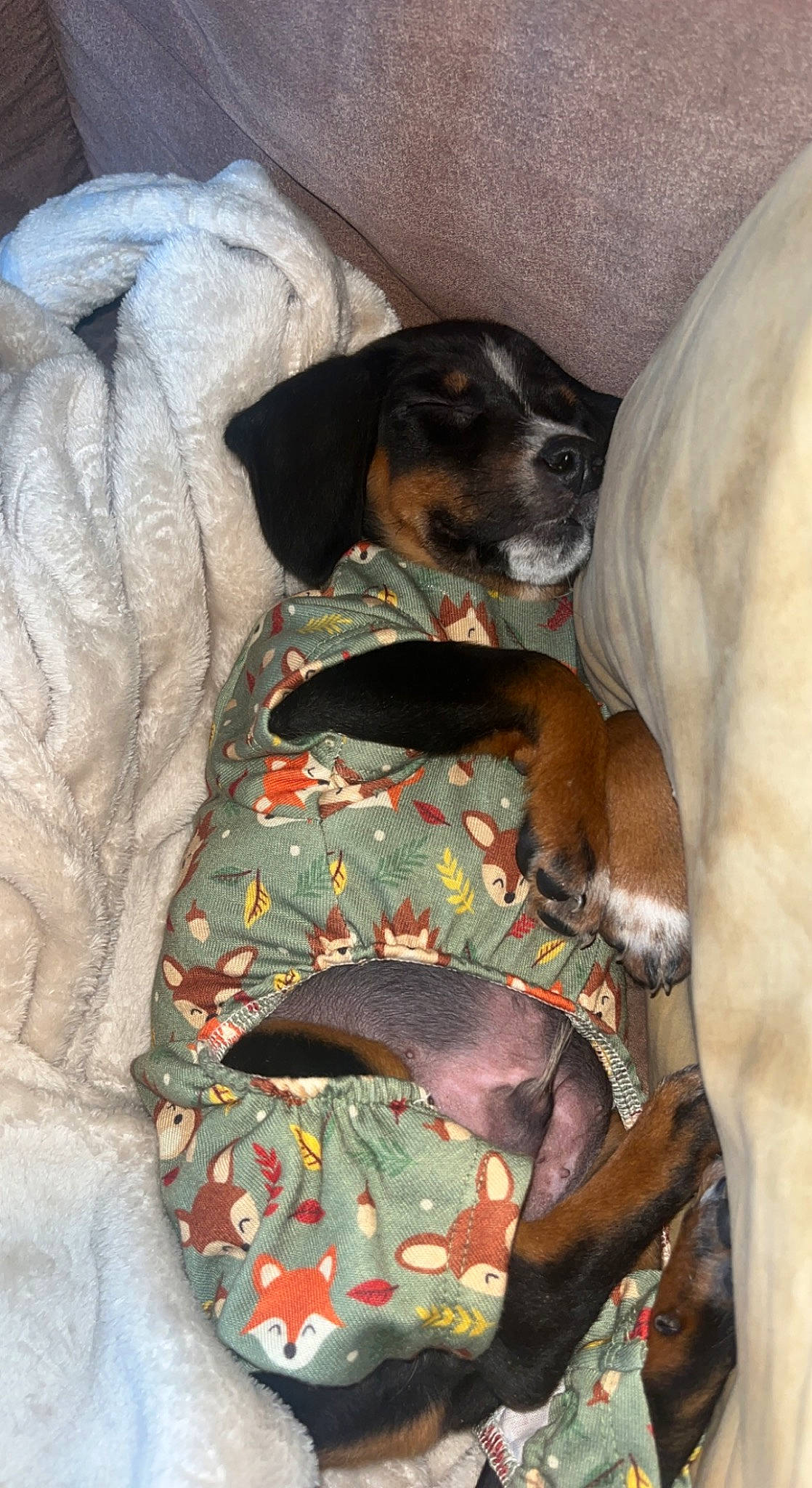 Chevy joined the competition — help win amazing prizes! carnivore, collar, comfort, companion_dog, dog, dog_breed, dog_supply, fawn, guard_dog, hound, linens, mammal, pattern, pet_supply, scent_hound, sleeve, sporting_group, toy_dog, working_animal, working_dog