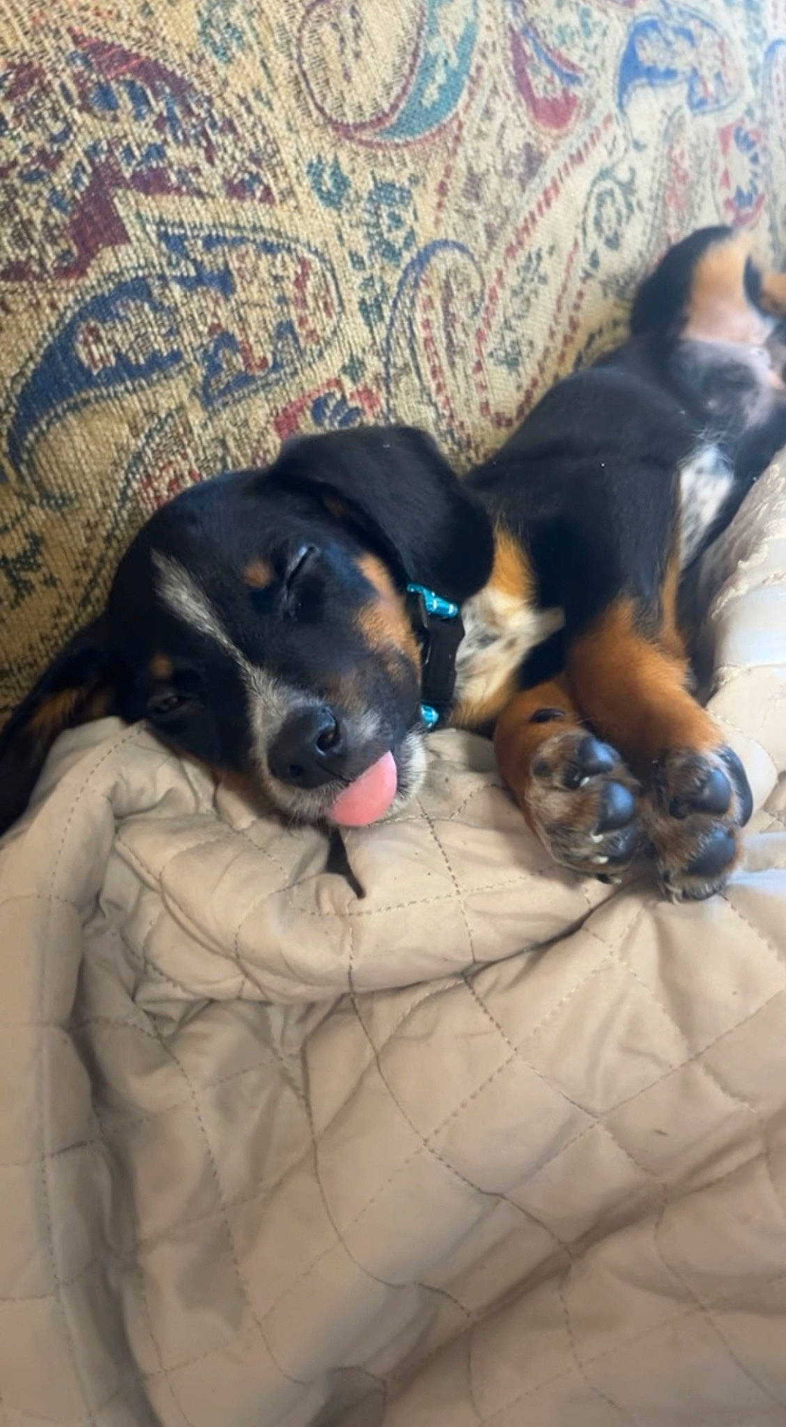 Chevy is registered to the contest to win money with this photo: carnivore, comfort, companion_dog, couch, dog, dog_breed, dog_supply, fur, guard_dog, linens, paw, pinscher, sporting_group, whiskers, working_animal, working_dog