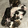 Marshmellow is registered to the contest to win money with this photo: newborn_kittens, kitten, animal, fur, sleeping, snuggling, cute, soft, fluffy, pet, baby_animal, mammal, resting, small, group, black_and_white, tabby, pink_paws, cozy, blanket