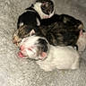 newborn_kittens, sleeping, pile, fur, cute, small, animal, pet, soft_texture, blanket, snuggling, white_fur, black_fur, brown_fur, adorable, cozy, domestic_animal, resting, young, mammal