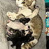 Marshmellow is registered to the contest to win money with this photo: cat, kitten, newborn, mother_cat, nursing, bed, blanket, feline, animal, cute, sleeping, fur, pet, resting, cozy, domestic_animal, baby_animal, soft, comfort, nest
