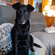 Mylho a rejoint le concours — aidez-le/la à gagner de superbes lots ! black_dog, blanket, couch, cozy, curtains, dog, ears, eyes, floor, furniture, home, indoor, lamp, living_room, nose, pet, sitting, tail, toy, wooden_cabinet