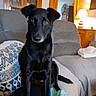 black_dog, blanket, couch, cozy, curtains, dog, ears, eyes, floor, furniture, home, indoor, lamp, living_room, nose, pet, sitting, tail, toy, wooden_cabinet