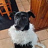 Mylho participe au concours pour gagner de l'argent avec cette photo : animal, black_dog, closeup, companion, cute, decorative_garland, dog, domestic_animal, ears_up, expression, festive, fur, indoors, kitchen, looking_up, pet, portrait, tile_floor, white_garland, wooden_cabinet
