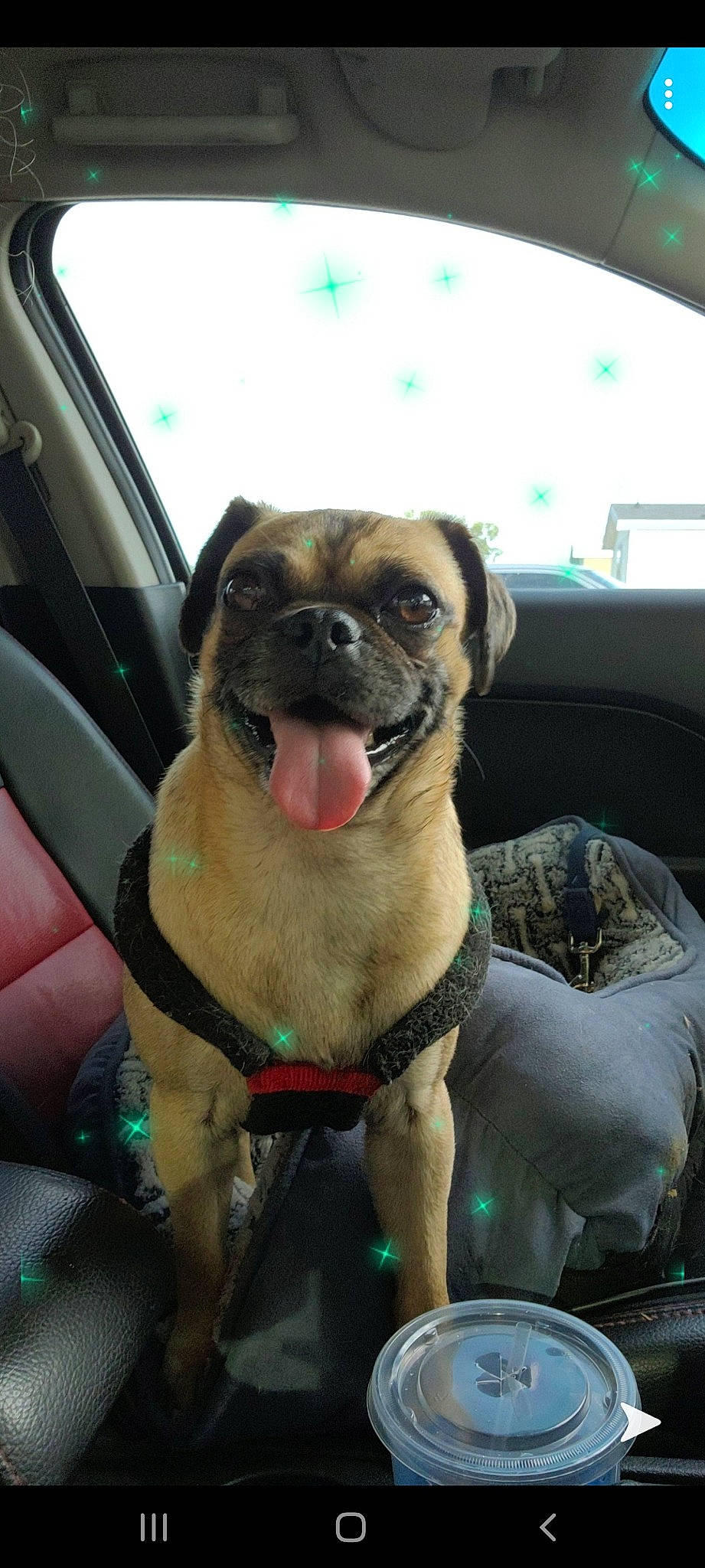 Gunnar is registered to the contest to win money with this photo: auto_part, automotive_mirror, canidae, car_seat, carnivore, collar, companion_dog, dog, dog_breed, dog_collar, fawn, fur, motor_vehicle, paw, pug, vehicle_door, whiskers, windshield, working_animal, wrinkle