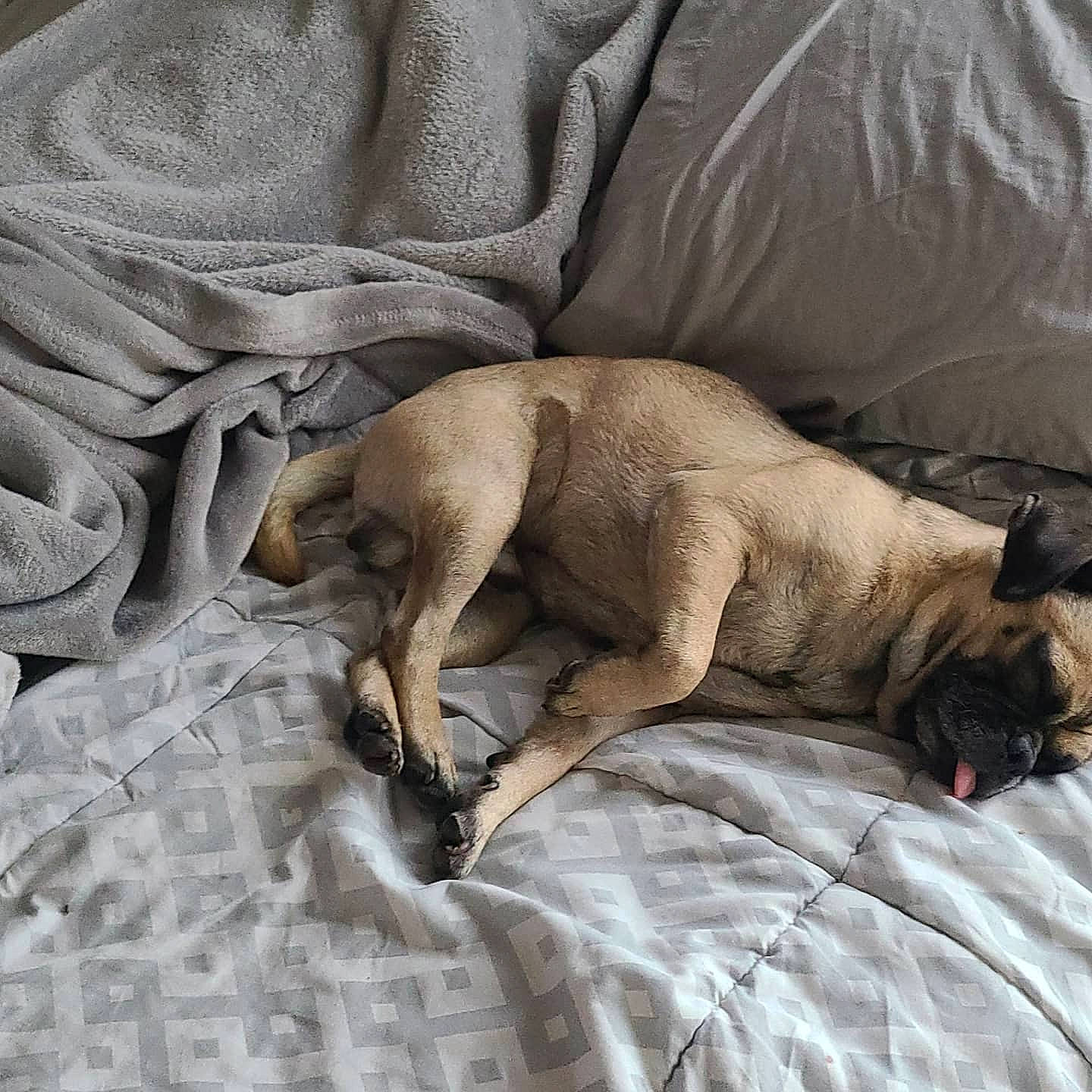 Gunnar joined the competition — help win amazing prizes! bed_sheet, bedding, canidae, carnivore, comfort, companion_dog, dog, dog_breed, duvet, fawn, felidae, fur, grey, linens, nap, small_to_medium_sized_cats, sporting_group, terrestrial_animal, wood, wrinkle