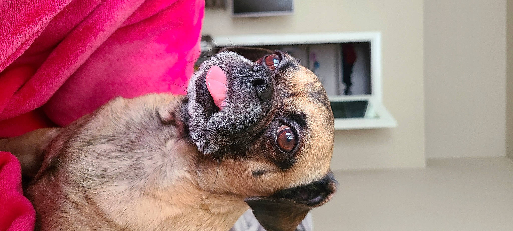 Gunnar is registered to the contest to win money with this photo: canidae, carnivore, collar, companion_dog, dog, dog_breed, ear, eye, fawn, fur, jaw, liver, paw, picture_frame, snout, sporting_group, whiskers, window, working_animal, wrinkle