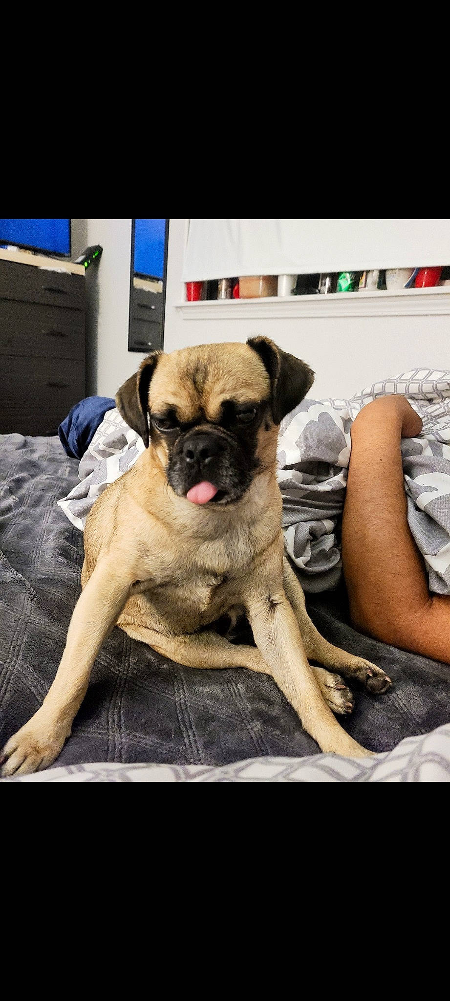 Gunnar joined the competition — help win amazing prizes! bathtub, canidae, carnivore, comfort, companion_dog, dog, dog_breed, fawn, flooring, fur, linens, non_sporting_group, pug, puppy, sitting, snout, sporting_group, toy_dog, working_animal, wrinkle