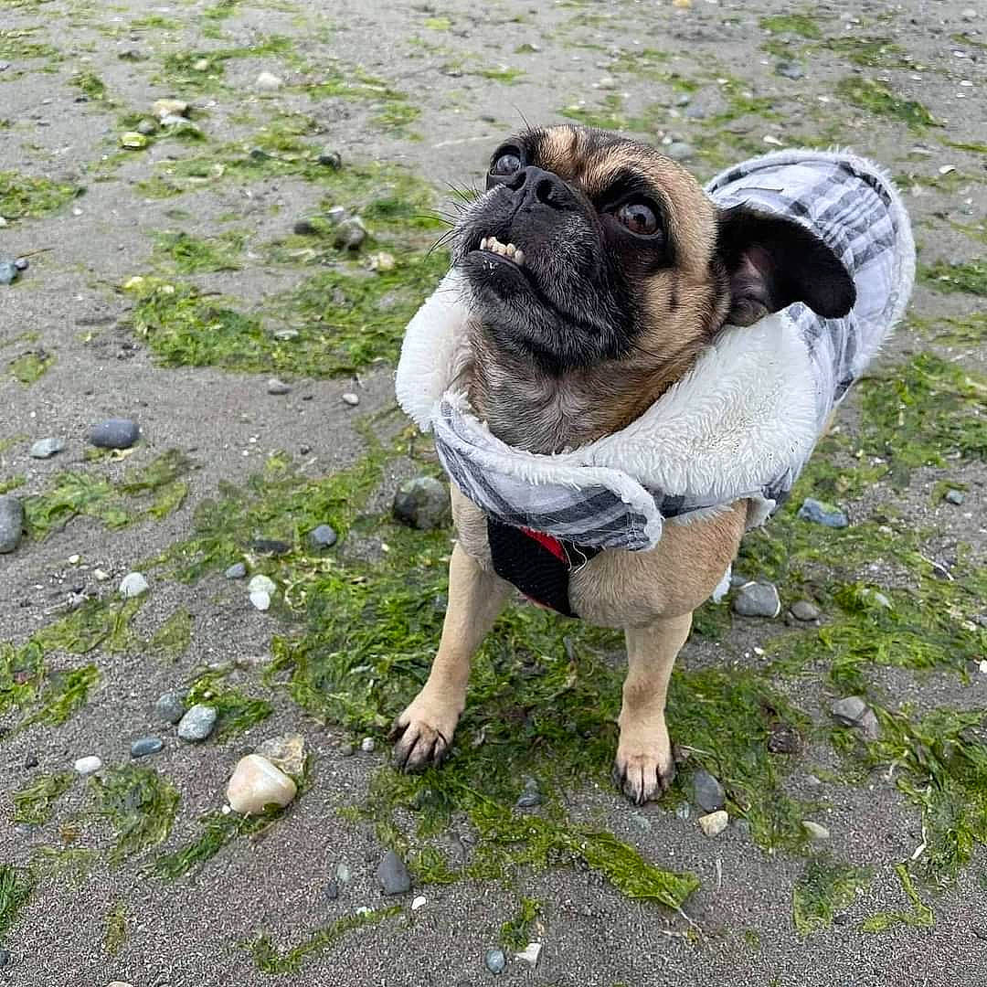 Gunnar joined the competition — help win amazing prizes! canidae, carnivore, collar, companion_dog, dog, dog_breed, dog_collar, fawn, flooring, grass, leash, pug, road_surface, snout, sporting_group, tail, terrestrial_animal, toy_dog, working_animal, wrinkle