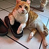 cat, orange_cat, white_cat, shoe, paw, floor, tile_floor, scratching_post, pet, animal, indoor, relaxed, resting, looking_at_camera, curious, close_up, domestic_cat, feline, casual, cute