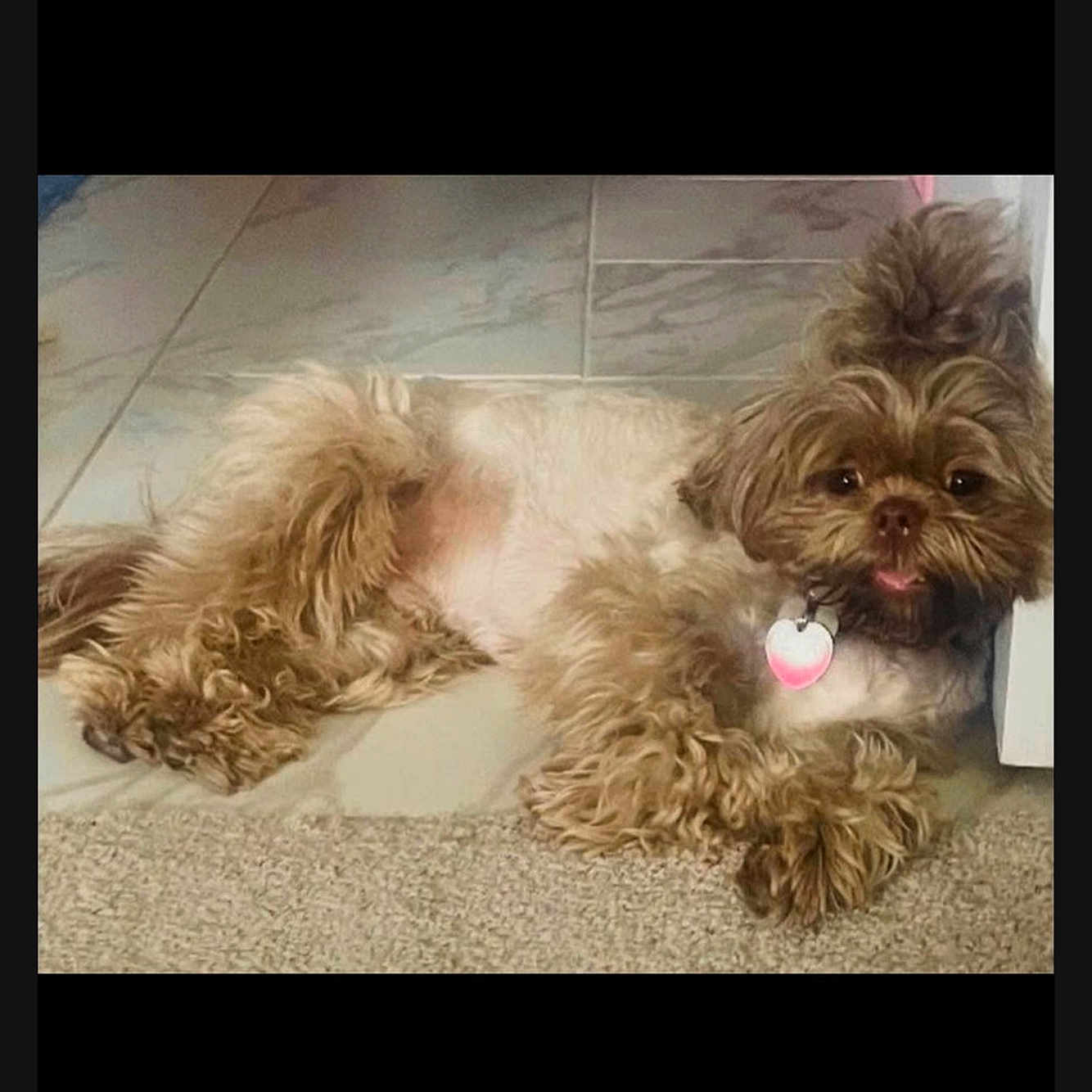 Oliver joined the competition — help win amazing prizes! animal, brown, carpet, collar, companion, cozy, cute, dog, domestic, floor, fluffy, fur, heart_tag, indoor, lying_down, pet, relaxed, small_dog, tile, tongue_out