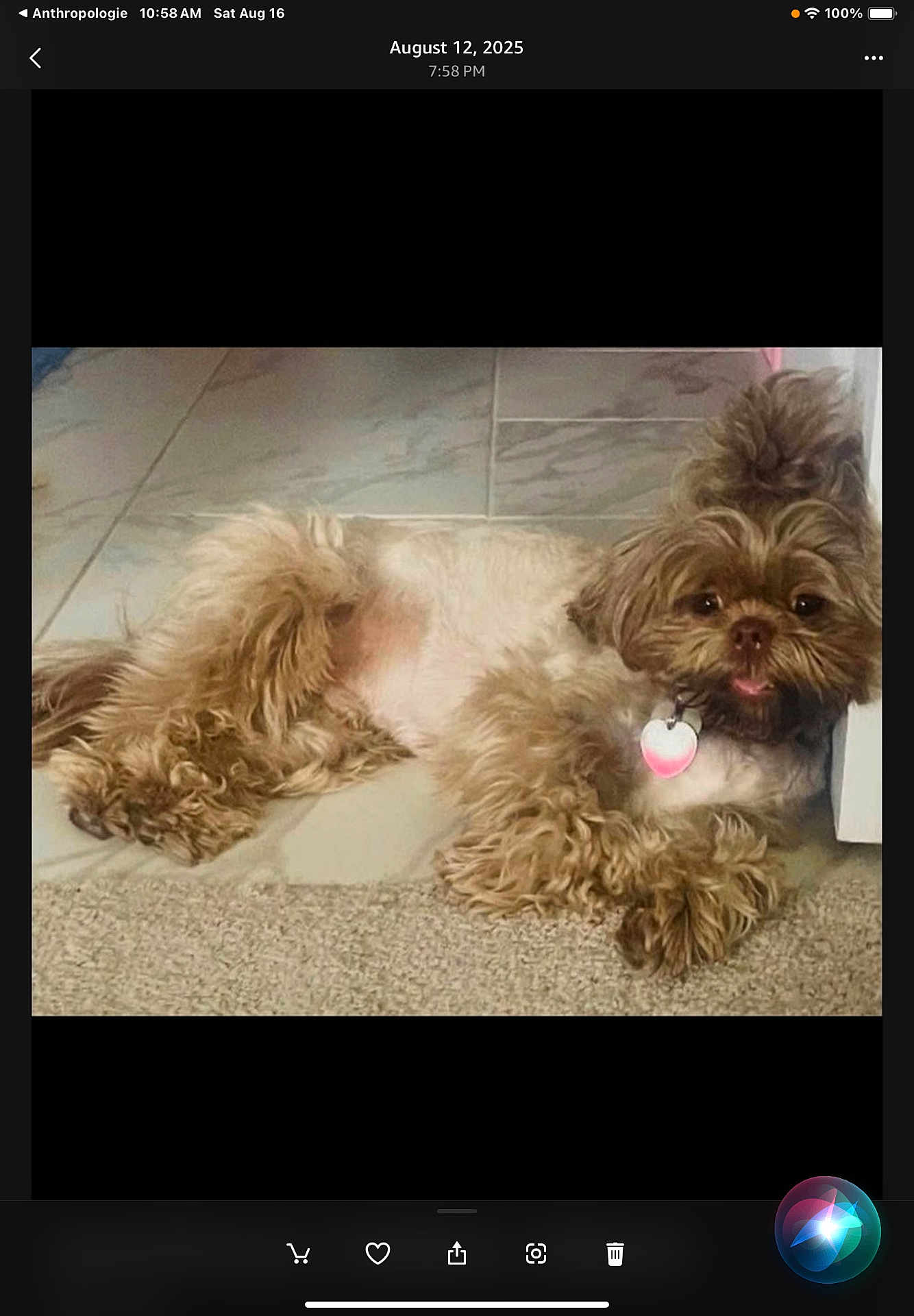 Oliver joined the competition — help win amazing prizes! dog, pet, indoor, floor, tile, carpet, fluffy, collar, heart_tag, tongue_out, relaxed, brown, small_dog, cute, fur, animal, lying_down, companion, domestic, cozy