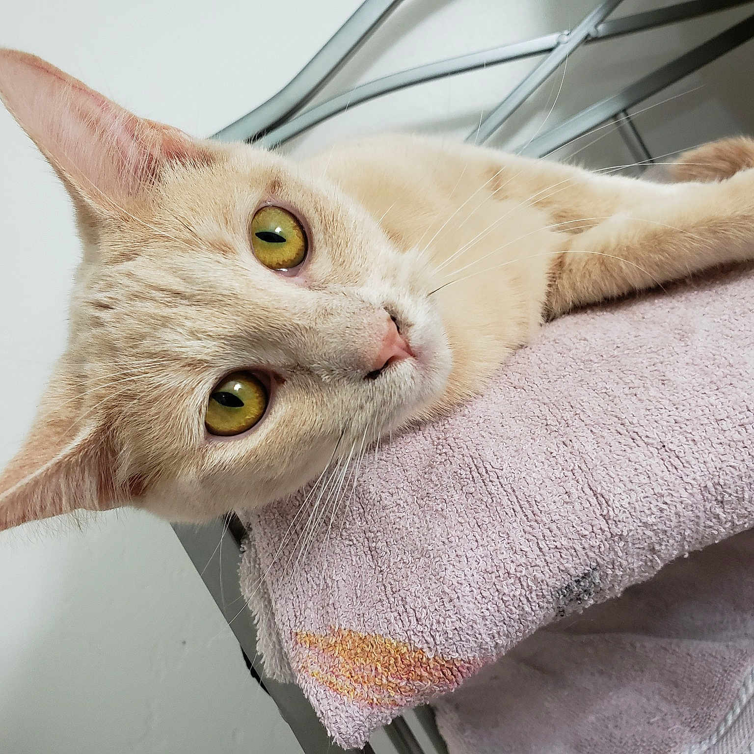 Niles