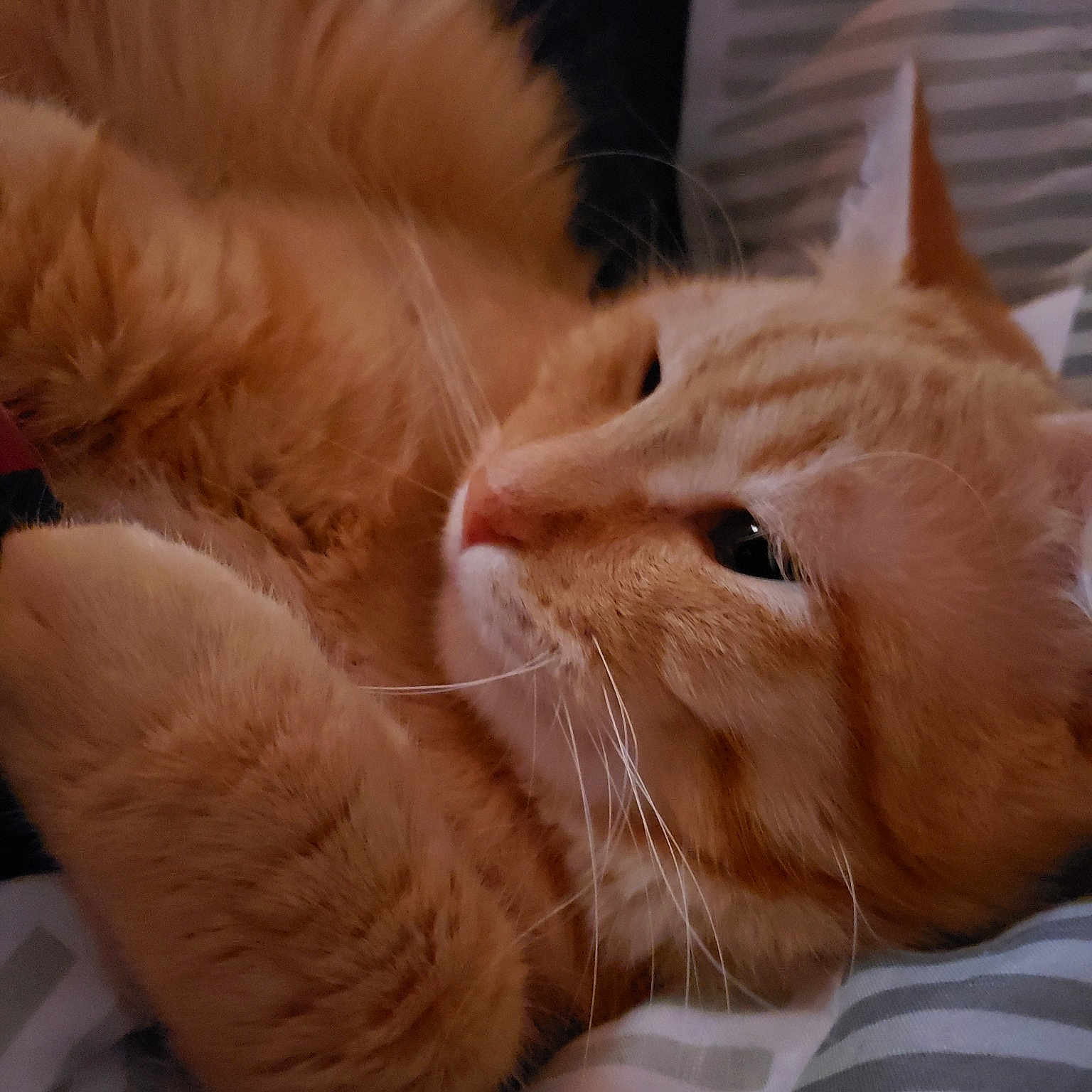 Finn