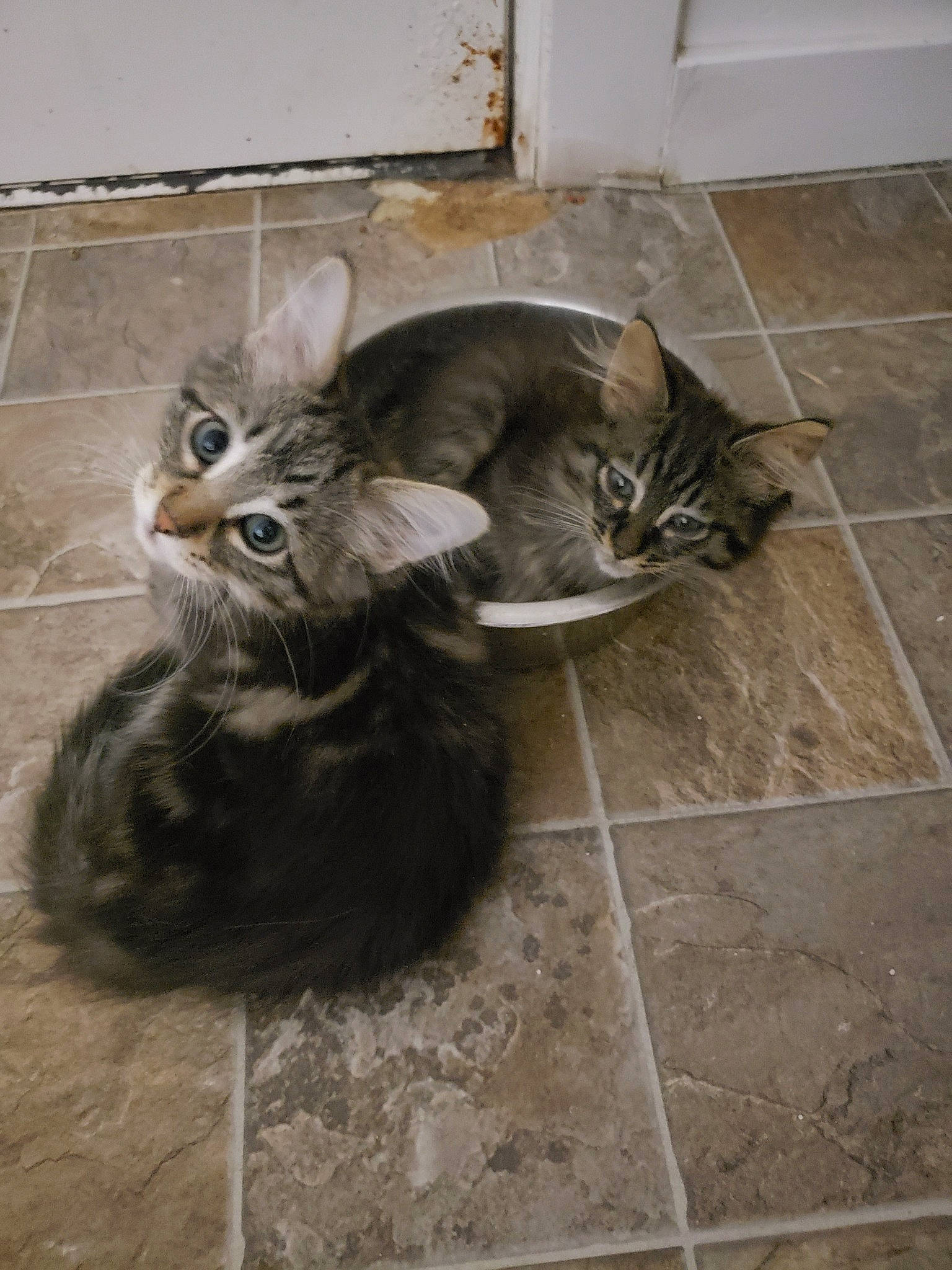 Tucker is registered to the contest to win money with this photo: american_shorthair, asian, carnivore, cat, domestic_short_haired_cat, dragon_li, egyptian_mau, european_shorthair, felidae, floor, flooring, kitten, maine_coon, mammal, norwegian_forest_cat, polydactyl_cat, small_to_medium_sized_cats, tabby_cat, tile, whiskers