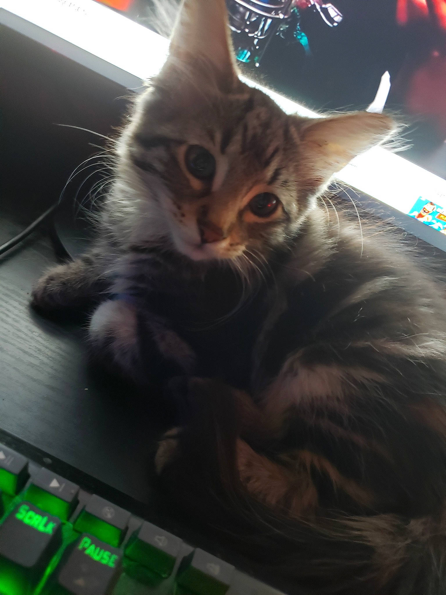 Tucker joined the competition — help win amazing prizes! american_shorthair, asian, carnivore, cat, domestic_short_haired_cat, ear, european_shorthair, eye, felidae, fur, kitten, small_to_medium_sized_cats, tabby_cat, technology, whiskers