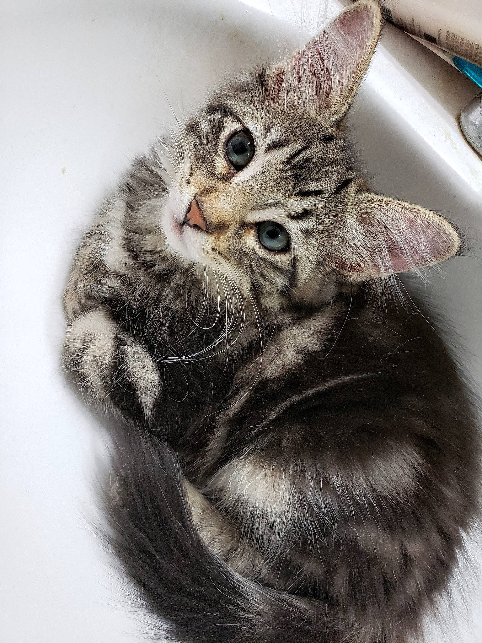 Tucker joined the competition — help win amazing prizes! aegean_cat, american_shorthair, american_wirehair, asian, carnivore, cat, domestic_short_haired_cat, dragon_li, ear, egyptian_mau, european_shorthair, felidae, fur, kitten, mammal, small_to_medium_sized_cats, snout, tabby_cat, vertebrate, whiskers