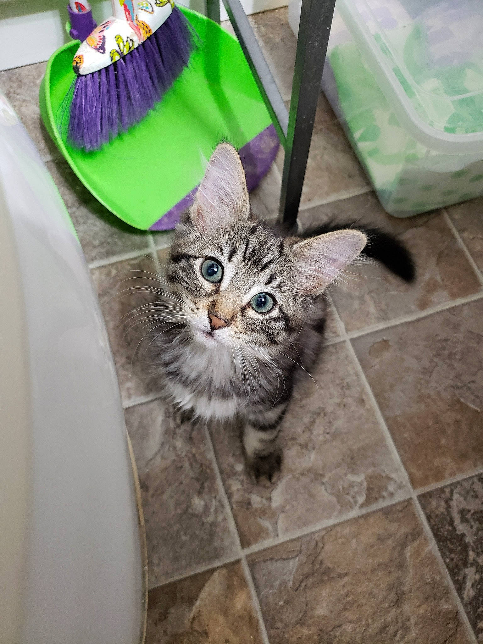 Tucker joined the competition — help win amazing prizes! american_shorthair, carnivore, cat, domestic_short_haired_cat, european_shorthair, fawn, felidae, floor, flooring, fur, kitten, maine_coon, norwegian_forest_cat, ragamuffin, room, small_to_medium_sized_cats, tabby_cat, whiskers