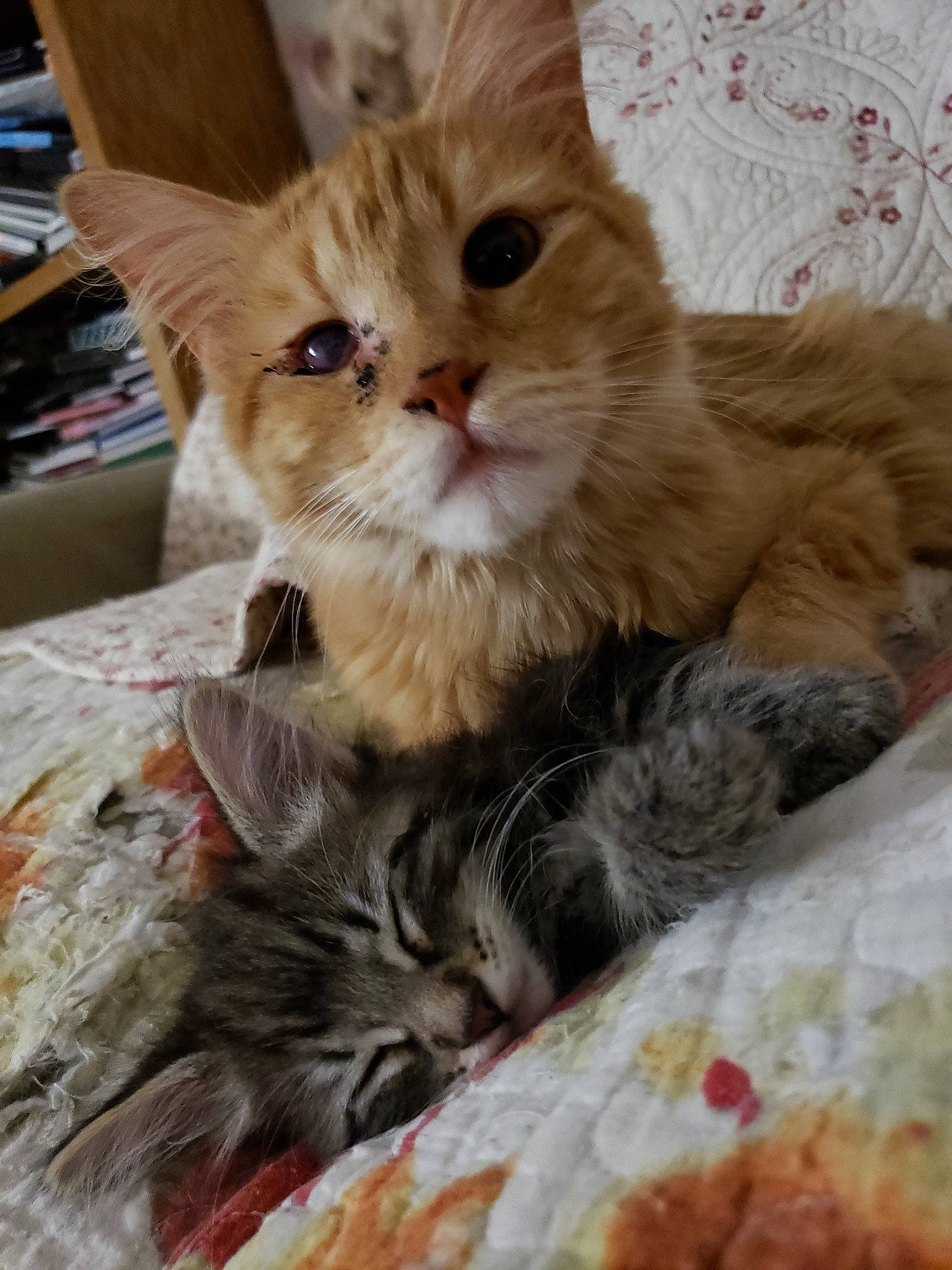 Boomy is registered to the contest to win money with this photo: asian, australian_mist, british_semi_longhair, carnivore, cat, domestic_long_haired_cat, european_shorthair, felidae, kitten, maine_coon, mammal, pixie_bob, polydactyl_cat, ragamuffin, siberian, small_to_medium_sized_cats, snout, tabby_cat, vertebrate, whiskers