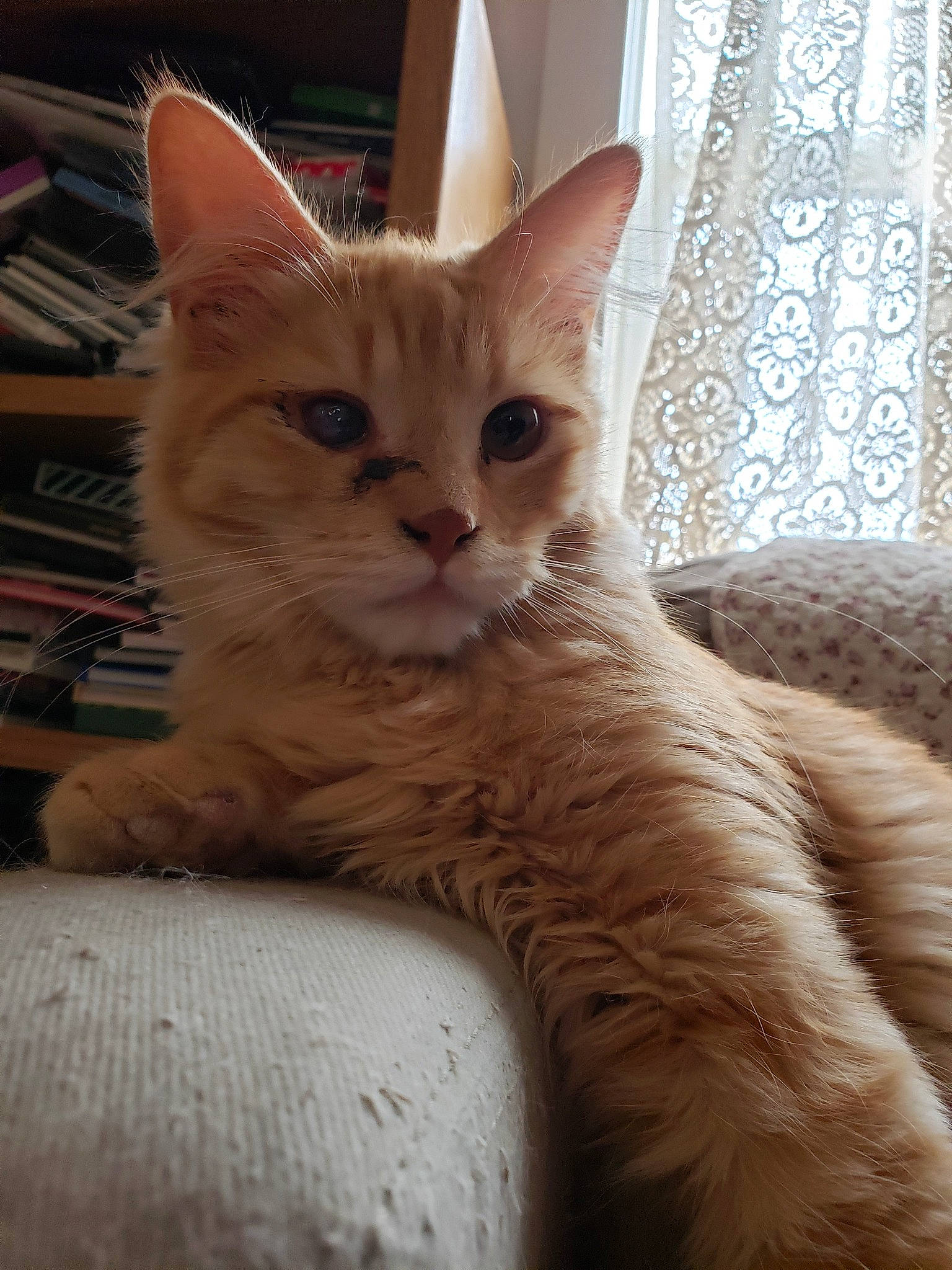 Boomy joined the competition — help win amazing prizes! arabian_mau, asian, asian_semi_longhair, australian_mist, british_semi_longhair, carnivore, cat, domestic_long_haired_cat, domestic_short_haired_cat, european_shorthair, fawn, felidae, german_rex, kitten, mammal, ojos_azules, small_to_medium_sized_cats, tabby_cat, vertebrate, whiskers