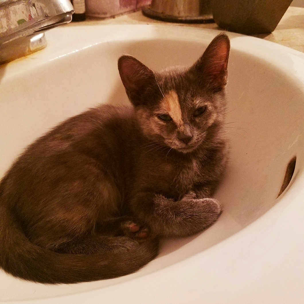 Zuni