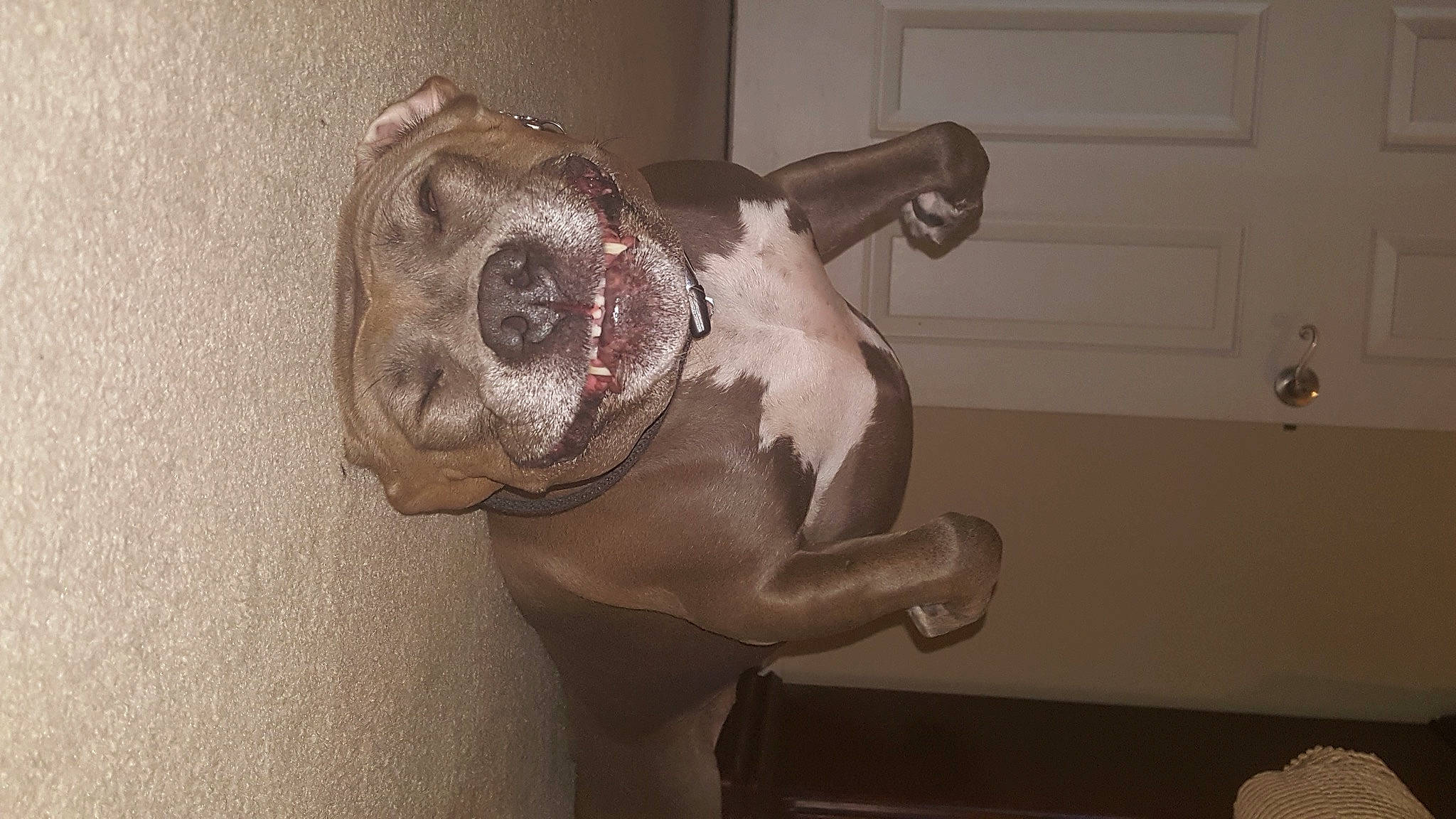 Izzie joined the competition — help win amazing prizes! canidae, carnivore, companion_dog, dog, dog_breed, door, door_handle, fawn, home_door, jaw, liver, molosser, non_sporting_group, old_english_bulldog, snout, sporting_group, tongue, working_animal, working_dog, wrinkle