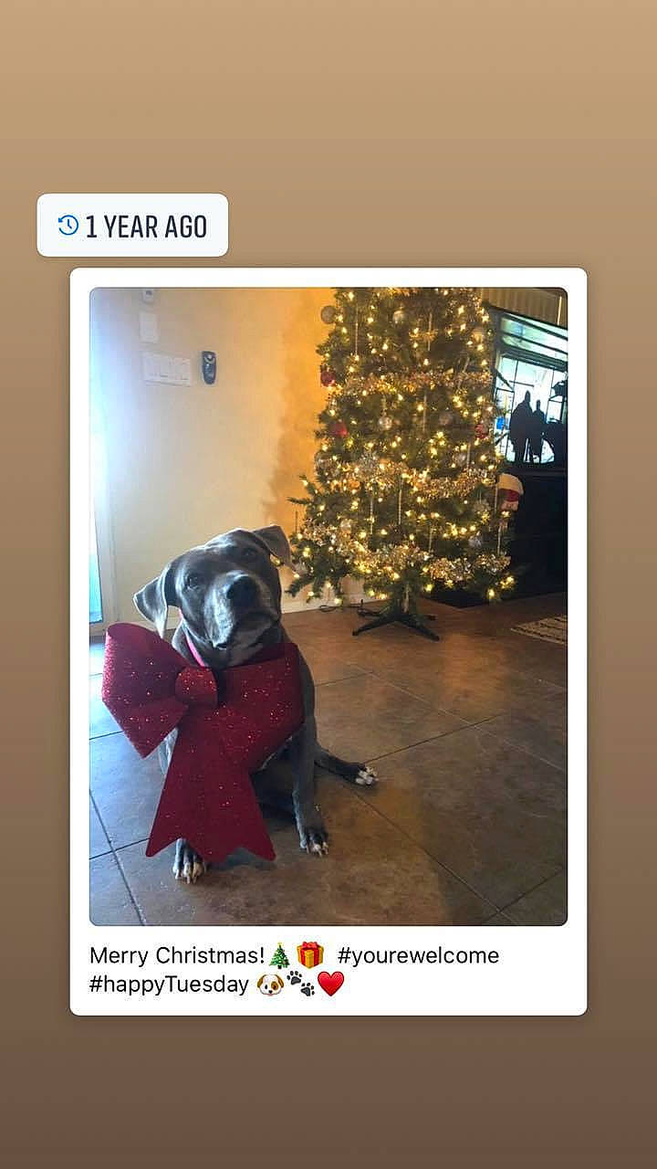 Izzie is registered to the contest to win money with this photo: carnivore, christmas, christmas_decoration, christmas_eve, christmas_lights, christmas_ornament, christmas_tree, collar, companion_dog, dog, dog_breed, dog_supply, holiday, holiday_ornament, home, interior_design, ornament, snout, sporting_group, working_animal