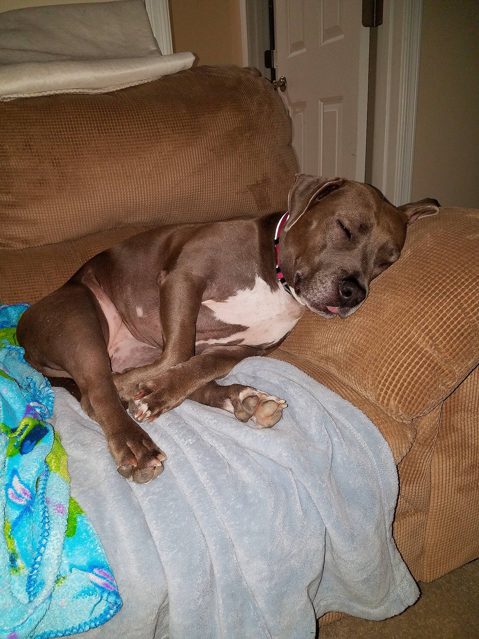 Izzie is registered to the contest to win money with this photo: beige, canidae, carnivore, collar, comfort, companion_dog, couch, dog, dog_breed, dog_collar, dog_supply, fawn, linens, liver, pet_supply, snout, sporting_group, whiskers, working_animal, working_dog