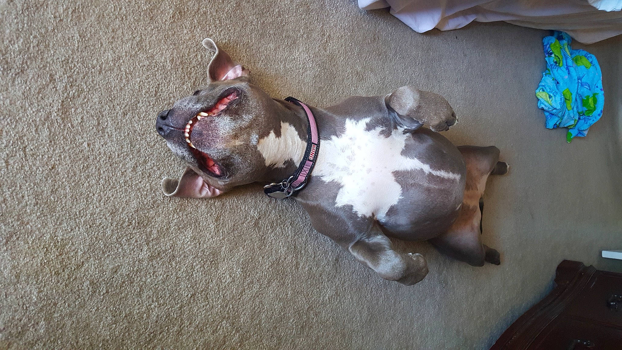 Izzie is registered to the contest to win money with this photo: canidae, carnivore, collar, companion_dog, dog, dog_breed, dog_collar, dog_supply, fawn, jaw, leash, liver, non_sporting_group, paw, pet_supply, snout, sporting_group, tongue, tooth, working_animal