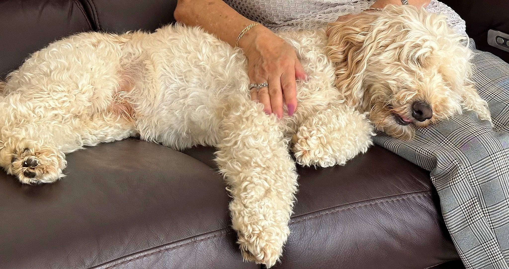 Cooper is registered to the contest to win money with this photo: canidae, carnivore, comfort, companion_dog, dog, dog_breed, dog_collar, fur, glasses, labradoodle, maltepoo, mammal, non_sporting_group, poodle, sporting_group, terrier, toy_dog, vertebrate, watch, water_dog