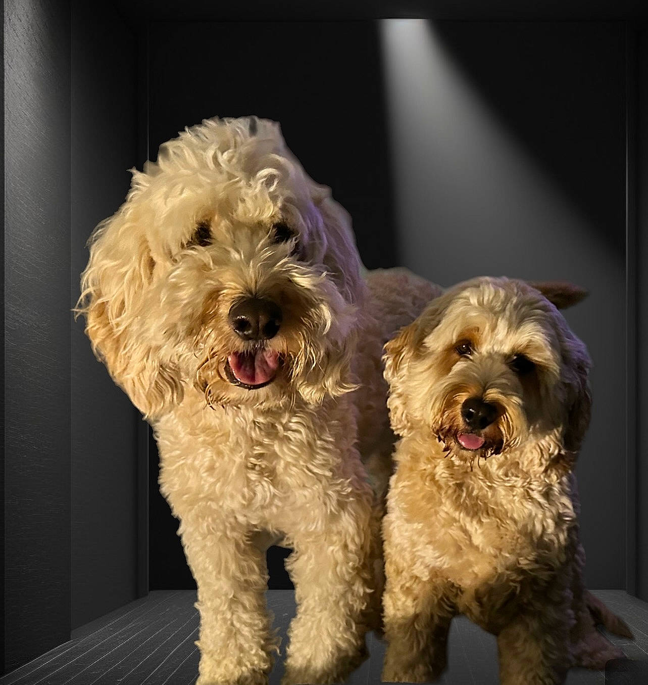 Benji joined the competition — help win amazing prizes! canidae, carnivore, companion_dog, dog, dog_breed, dog_collar, fur, giant_dog_breed, labradoodle, maltepoo, non_sporting_group, puppy, schnauzer, small_terrier, snout, sporting_group, terrier, toy_dog, water_dog, working_animal