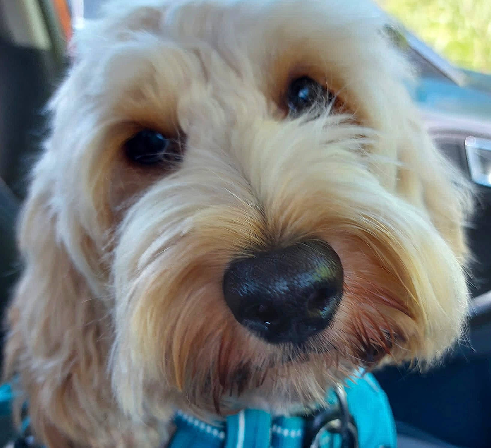 Benji is registered to the contest to win money with this photo: canidae, carnivore, companion_dog, dog, dog_breed, dog_collar, fur, head, labradoodle, maltepoo, poodle_crossbreed, shih_poo, small_terrier, snout, sporting_group, terrier, toy_dog, water_dog, working_animal, yorkipoo