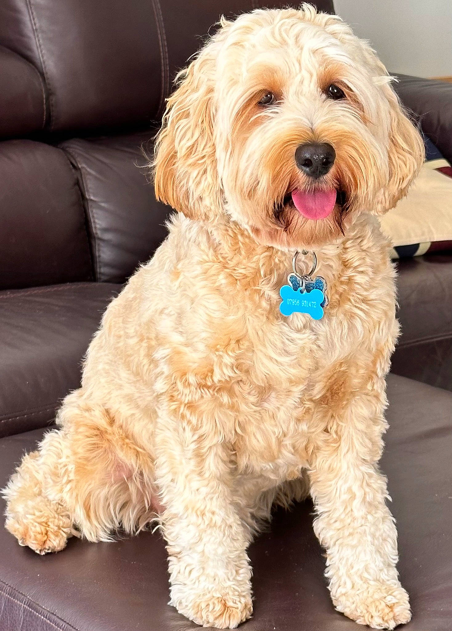 Benji joined the competition — help win amazing prizes! canidae, carnivore, companion_dog, dog, dog_breed, dog_collar, dog_supply, fur, labradoodle, maltepoo, non_sporting_group, small_terrier, sporting_group, terrier, toy_dog, water_dog, yorkipoo