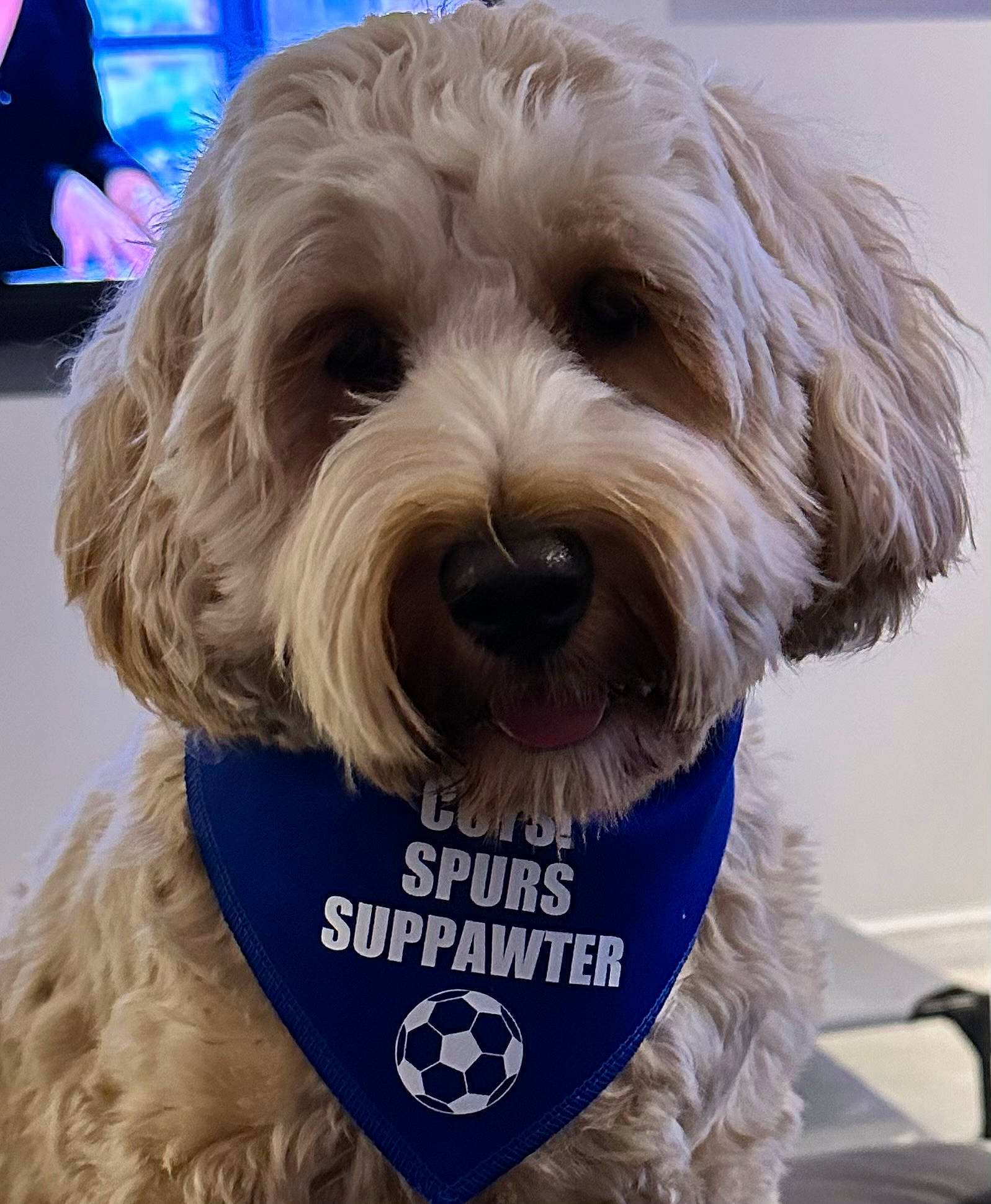 Benji is registered to the contest to win money with this photo: canidae, carnivore, companion_dog, display_device, dog, dog_breed, dog_collar, dog_supply, fur, labradoodle, led_backlit_lcd_display, maltepoo, pet_supply, small_terrier, snout, sporting_group, television, terrier, toy_dog, water_dog