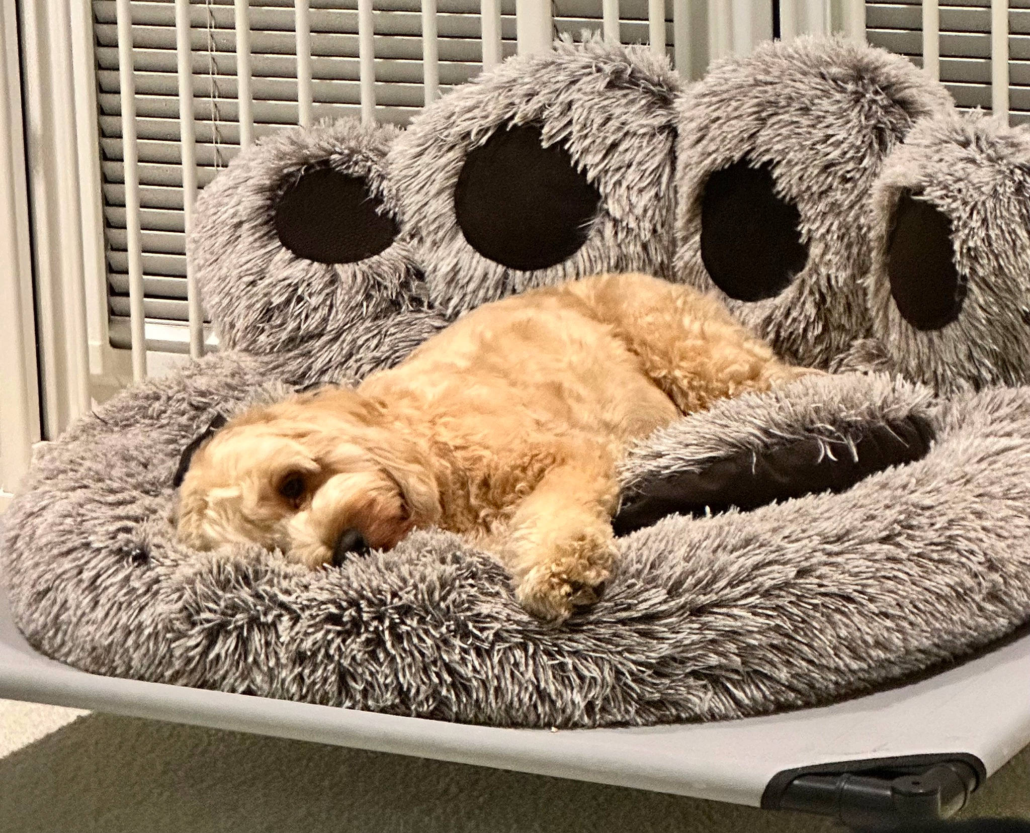 Benji is registered to the contest to win money with this photo: carnivore, cat, cat_bed, cat_supply, circle, comfort, companion_dog, fawn, felidae, fur, linens, nap, room, small_to_medium_sized_cats, snout, sporting_group, tail, terrestrial_animal, whiskers, wildlife