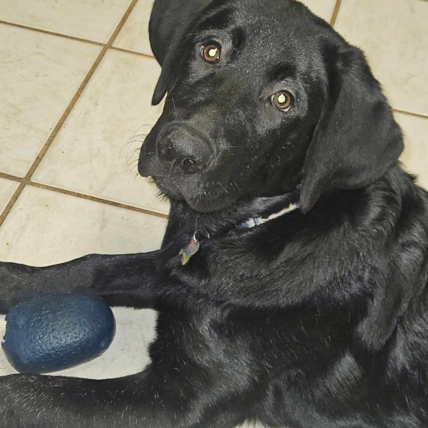 Tuko is registered to the contest to win money with this photo: animal, ball, canine, dog, hound, labradorretriever, pet, policedog, puppy, snout, sport, tennis, tennisball