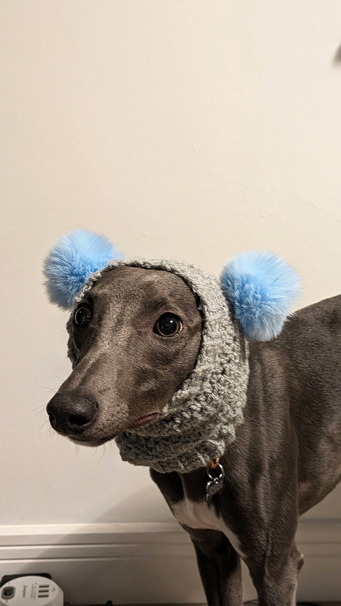 Peanut joined the competition — help win amazing prizes! art, carnivore, collar, companion_dog, dog, dog_breed, dog_clothes, dog_supply, electric_blue, fawn, fur, grey, pet_supply, sheep, snout, sporting_group, tail, terrestrial_animal, toy, working_animal