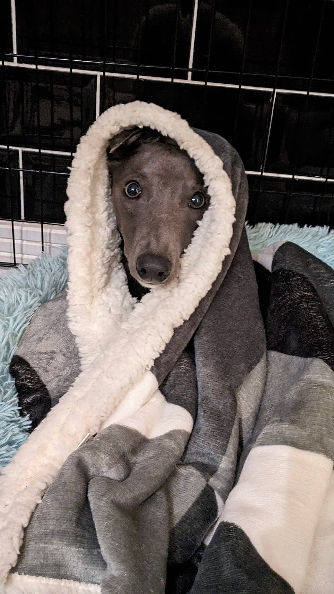 Peanut is registered to the contest to win money with this photo: canidae, carnivore, comfort, companion_dog, dog, dog_breed, dog_supply, fang, fur, head, jaw, linens, monochrome_photography, snout, snow, sporting_group, terrestrial_animal, toy, winter, working_animal