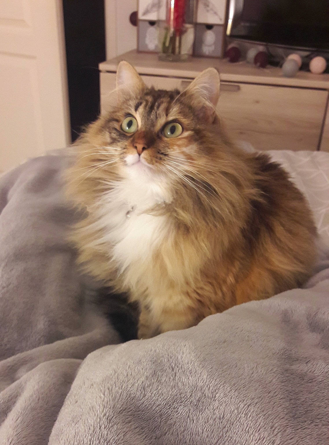 Nouna a rejoint le concours — aidez-le/la à gagner de superbes lots ! american_curl, asian_semi_longhair, british_longhair, british_semi_longhair, carnivore, cat, cymric, domestic_long_haired_cat, fawn, felidae, fur, maine_coon, mammal, norwegian_forest_cat, persian, ragamuffin, siberian, small_to_medium_sized_cats, vertebrate, whiskers