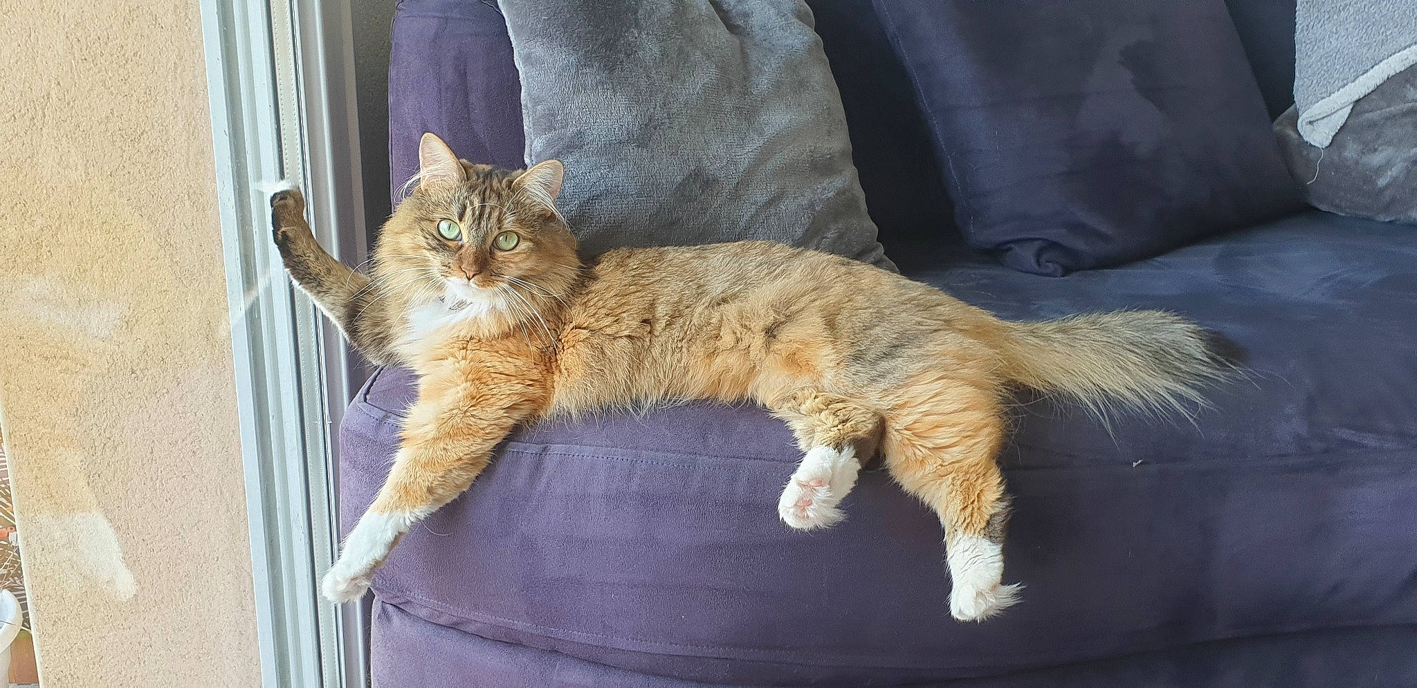 Nouna a rejoint le concours — aidez-le/la à gagner de superbes lots ! asian_semi_longhair, carnivore, cat, claw, cymric, domestic_long_haired_cat, european_shorthair, fawn, felidae, fur, maine_coon, mammal, norwegian_forest_cat, small_to_medium_sized_cats, somali, tabby_cat, tail, vertebrate, whiskers, wild_cat