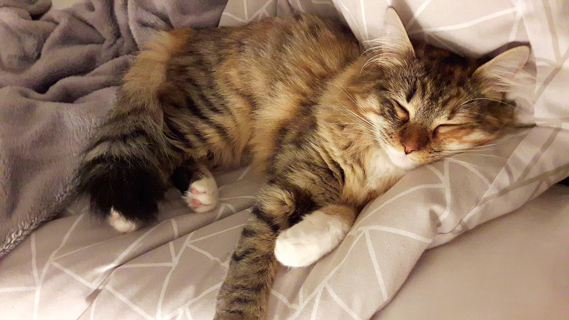 Nouna a rejoint le concours — aidez-le/la à gagner de superbes lots ! american_shorthair, asian, carnivore, cat, claw, domestic_long_haired_cat, domestic_short_haired_cat, dragon_li, european_shorthair, felidae, fur, kitten, maine_coon, mammal, nap, norwegian_forest_cat, siberian, small_to_medium_sized_cats, tabby_cat, whiskers