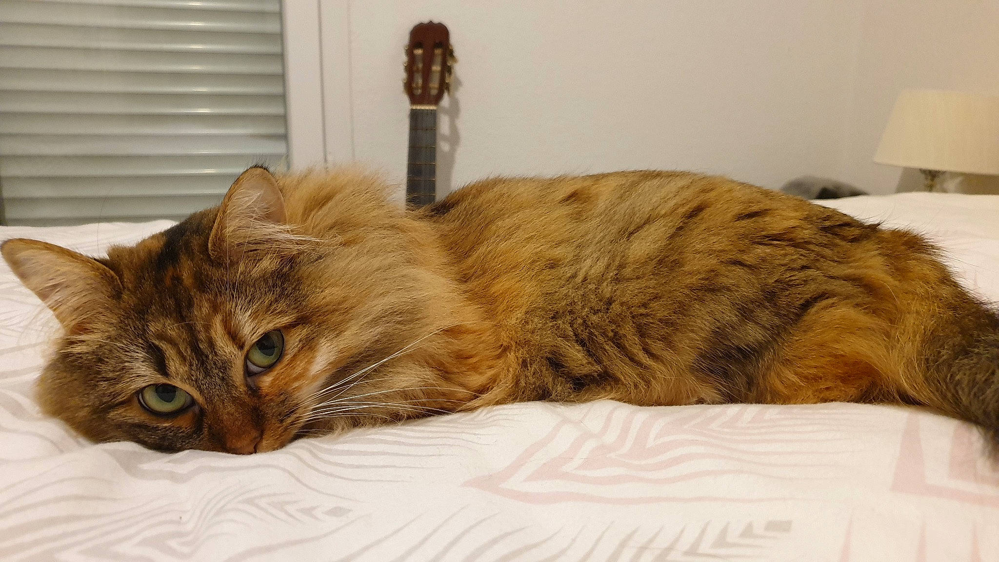 Nouna a rejoint le concours — aidez-le/la à gagner de superbes lots ! bed, british_semi_longhair, carnivore, cat, cymric, domestic_long_haired_cat, domestic_short_haired_cat, european_shorthair, felidae, fur, maine_coon, mammal, norwegian_forest_cat, persian, pixie_bob, siberian, small_to_medium_sized_cats, somali, tabby_cat, whiskers