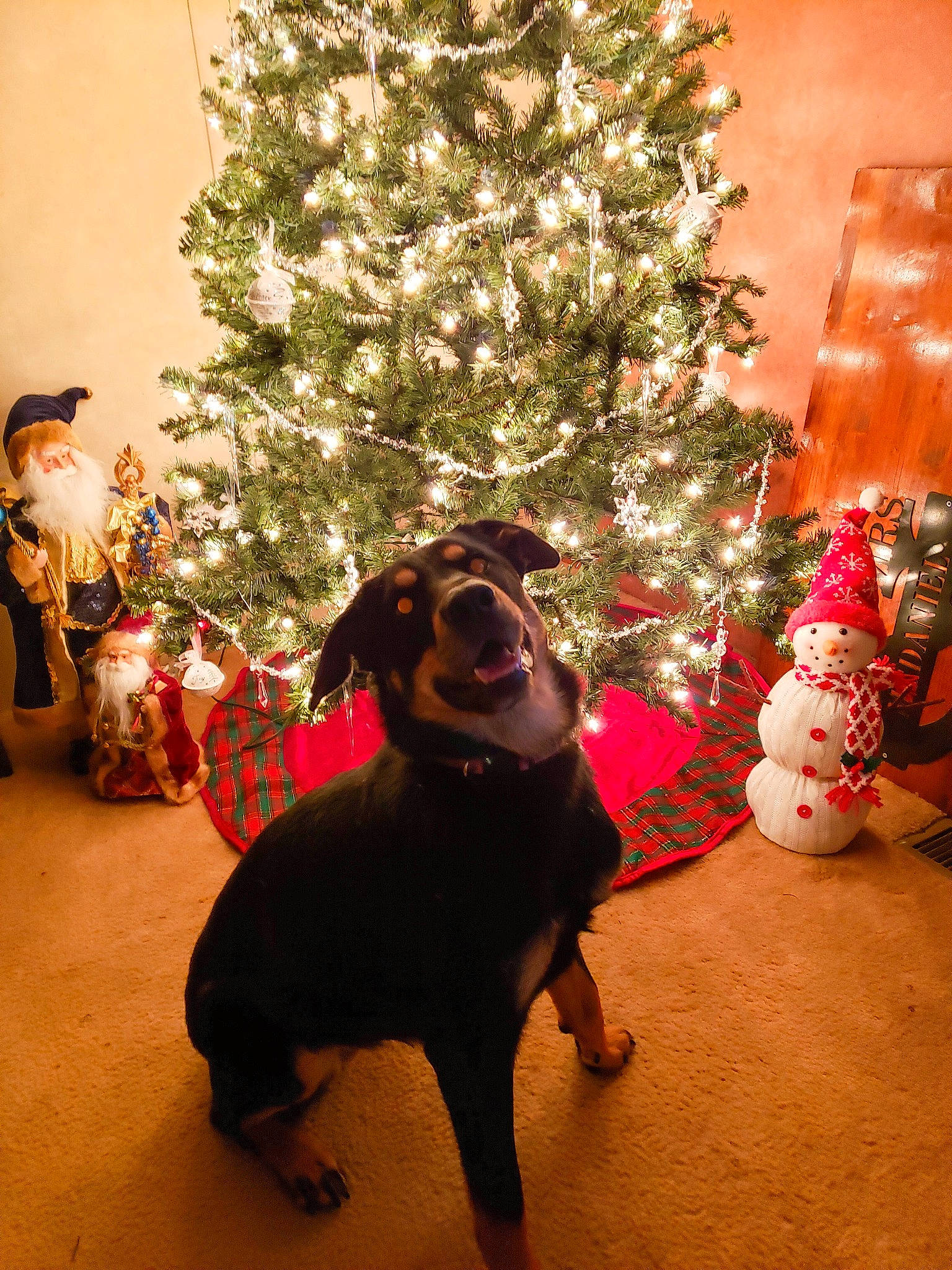 Pennie joined the competition — help win amazing prizes! carnivore, christmas, christmas_decoration, christmas_eve, christmas_ornament, christmas_tree, dog, dog_breed, event, floor, flooring, holiday, holiday_ornament, interior_design, lighting, ornament, sporting_group, tradition, vertebrate