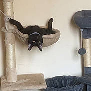 Gizmo is registered to the contest to win money with this photo: black_cat, cat_tree, hammock, pet, indoor, feline, animal, upside_down, cozy, beige, gray, toy, scratching_post, curious, relaxed, home, cute, ears, whiskers, playful