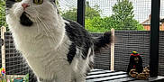 Cosmo joined the competition — help win amazing prizes! cat, black_and_white, fluffy, pet, fence, mesh, outdoor, garden, platform, wood, figurine, bob_marley, sign, curious, animal, whiskers, tail, greenery, daylight, domestic
