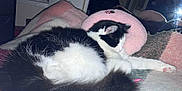 Cosmo is registered to the contest to win money with this photo: cat, sleeping, black_and_white, fur, blanket, indoor, pillow, cozy, pet, animal, resting, cute, whiskers, paw, relaxed, home, soft, feline, nap, comfort