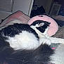 Cosmo is registered to the contest to win money with this photo: cat, sleeping, black_and_white, fur, blanket, indoor, pillow, cozy, pet, animal, resting, cute, whiskers, paw, relaxed, home, soft, feline, nap, comfort