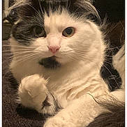 Cosmo joined the competition — help win amazing prizes! cat, black_and_white, fluffy, paw, whiskers, close_up, pet, animal, feline, fur, relaxing, indoor, cute, curious, mammal, portrait, soft_lighting, resting, alert, domestic