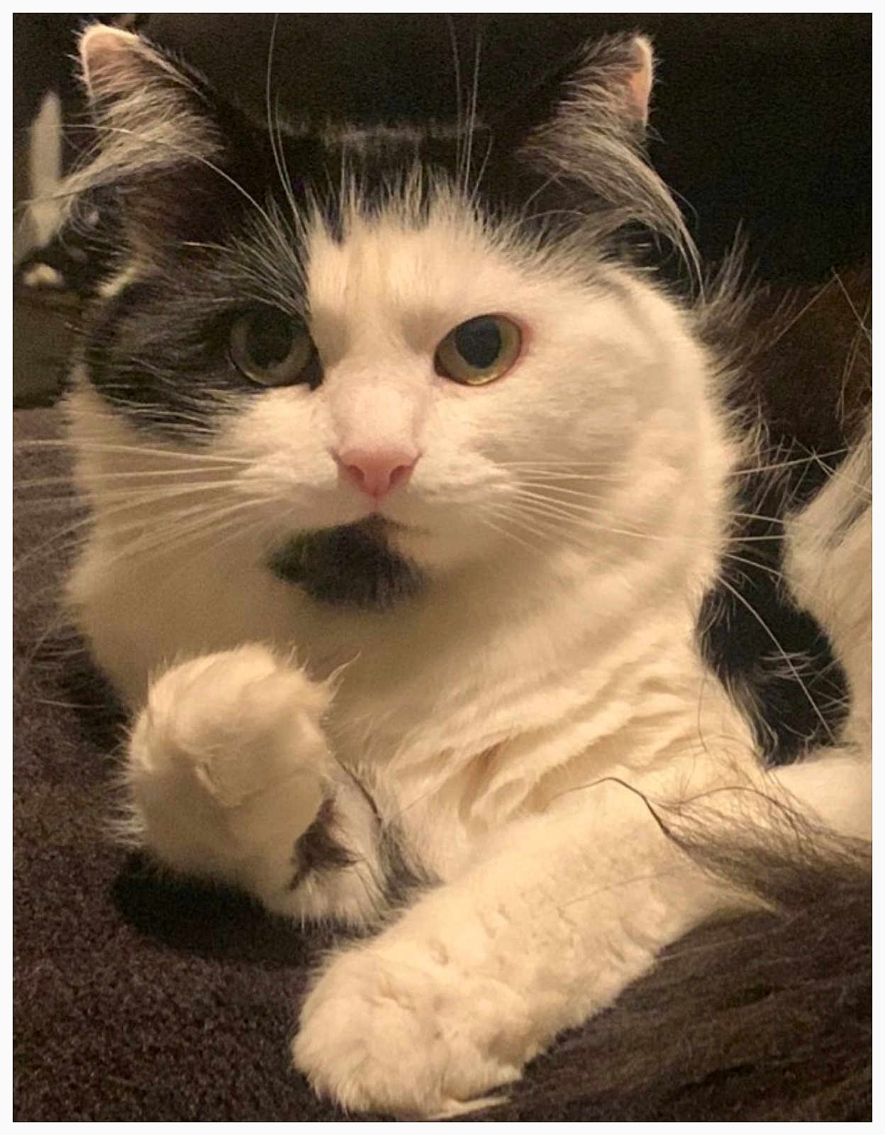 Cosmo joined the competition — help win amazing prizes! cat, black_and_white, fluffy, paw, whiskers, close_up, pet, animal, feline, fur, relaxing, indoor, cute, curious, mammal, portrait, soft_lighting, resting, alert, domestic