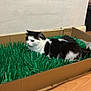 Cosmo is registered to the contest to win money with this photo: cat, black_and_white, fluffy, cardboard_box, artificial_grass, indoor, floor, wall, pet, feline, curious, resting, domestic_animal, fur, whiskers, home, cozy, looking_away, animal, cute